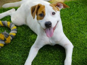 Hi Im Ella Ganta 5-month-old American Staffordshire Terrier type pup with a name as elegant as my p