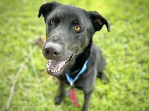 SKELETOR Labrador Retriever Dog