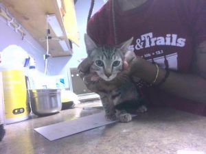 CROFT Domestic Short Hair Cat