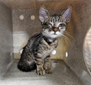 SPARKIE Domestic Short Hair Cat