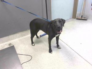 SHADOW Labrador Retriever Dog