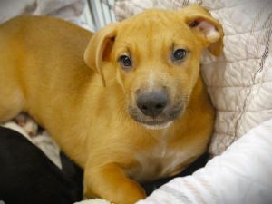 SUGAR Plott Hound Dog