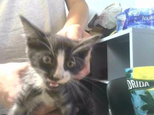 BONNIE Domestic Short Hair Cat
