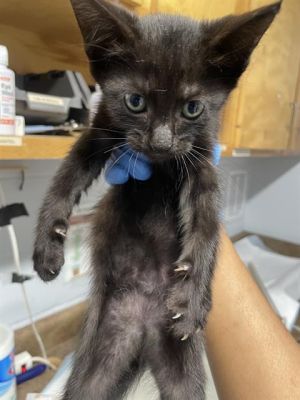 HANGE Domestic Short Hair Cat