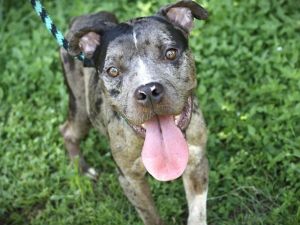 CAHLUA Pit Bull Terrier Dog