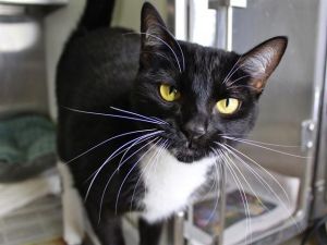 DAPHNE Domestic Short Hair Cat