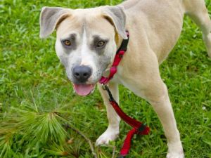 Hi Im Allie Gatora 4-year-old tan American Bulldog type dog weighing 46 pounds I came to the shelt