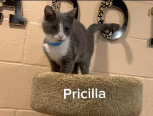 PRICILLA Domestic Short Hair Cat