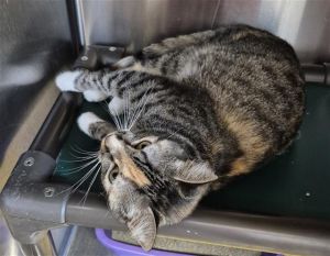 LITTLE BIT, Young Female Domestic Short Hair