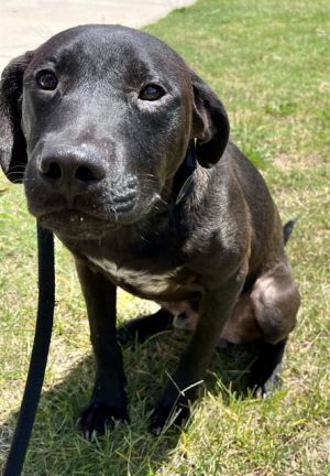 JACE Labrador Retriever Dog