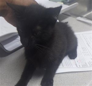 GOLDBERRY Domestic Short Hair Cat