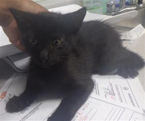 FRODO Domestic Short Hair Cat