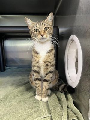 GALADRIEL Domestic Short Hair Cat
