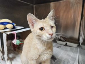 STAR Domestic Medium Hair Cat