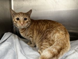 VENUS Domestic Short Hair Cat