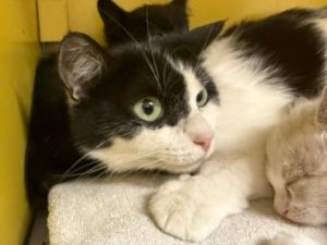 KIA Domestic Medium Hair Cat