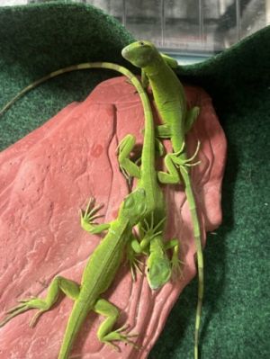 EIGHT Iguana Scales, Fins & O