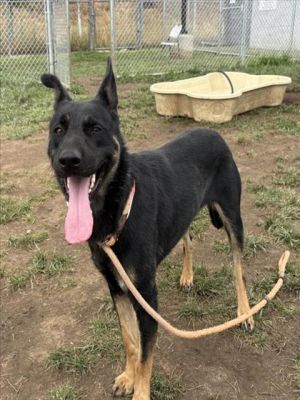 BETTY SPAGHETTI German Shepherd Dog Dog