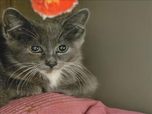 LARRY Domestic Short Hair Cat