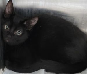 MIDNIGHT Domestic Short Hair Cat