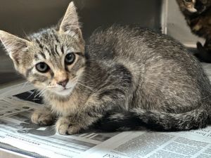 ALBERT, Baby Male Domestic Short Hair