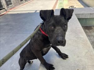 BASIL Mixed Breed Dog