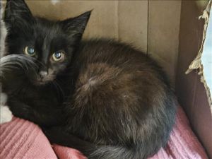 CHARLES Domestic Short Hair Cat