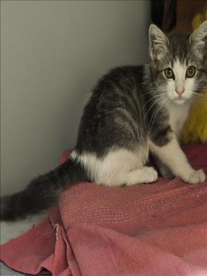 RAYMOND Domestic Short Hair Cat