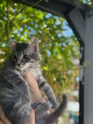 RUSSELL, Baby Male Domestic Medium Hair