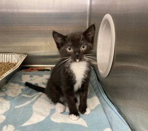 LOUIE, Baby Male Domestic Short Hair