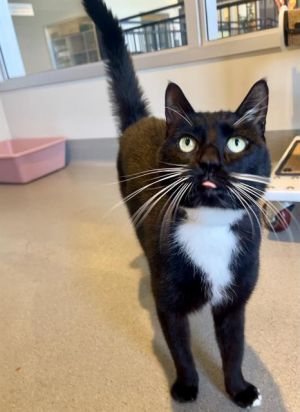 OREO Domestic Short Hair Cat