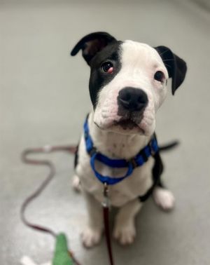 Adopting this puppy will have a domino effect on your life more snuggles more time spent outdoors