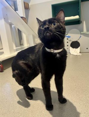 MUSA Domestic Short Hair Cat