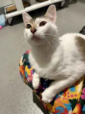 AZULA Domestic Short Hair Cat