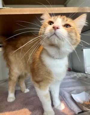 PATRICK Domestic Short Hair Cat