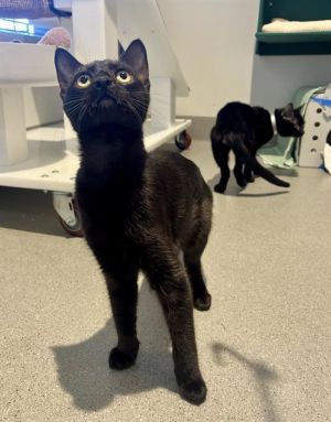 PLANTAIN Domestic Short Hair Cat