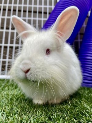 LATTE Bunny Rabbit Rabbit