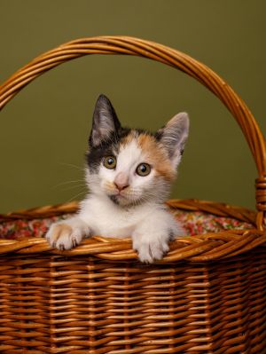 All of our dogs are spayedneutered shots current DHPP Bordetella and Rabies where applicable d