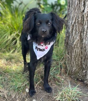 All of our dogs are spayedneutered shots current DHPP Bordetella and Rabies where applicable d