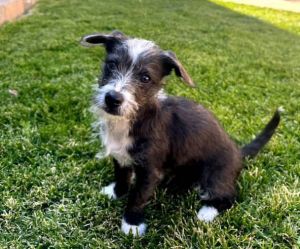 All of our dogs are spayedneutered shots current DHPP Bordetella and Rabies where applicable d