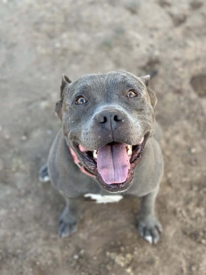 Rocco, an adoptable Pit Bull Terrier, Mixed Breed in Durango, CO, 81301 | Photo Image 1