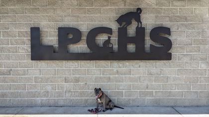 Rocco, an adoptable Pit Bull Terrier, Mixed Breed in Durango, CO, 81301 | Photo Image 3