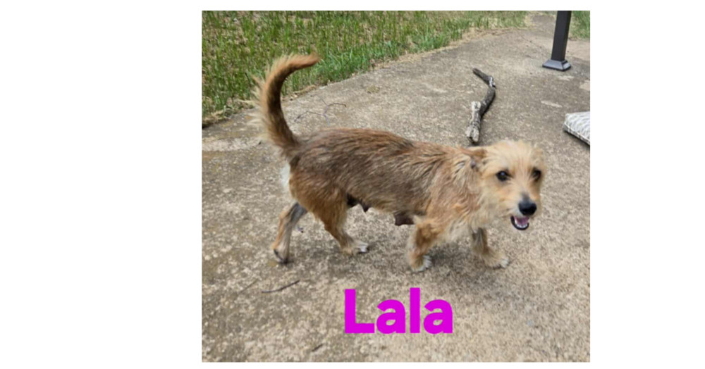 Lala