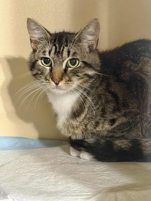 IGGY, Young Male Tabby