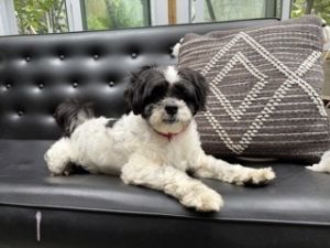 Bentley Shih Tzu Dog