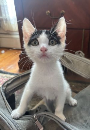 Olive Domestic Short Hair Cat