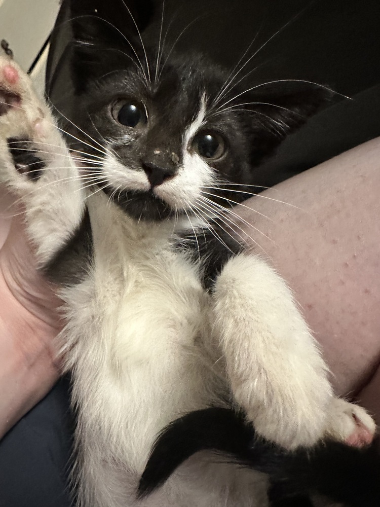 Magic **Availble for Pre-Adoption 10/1**