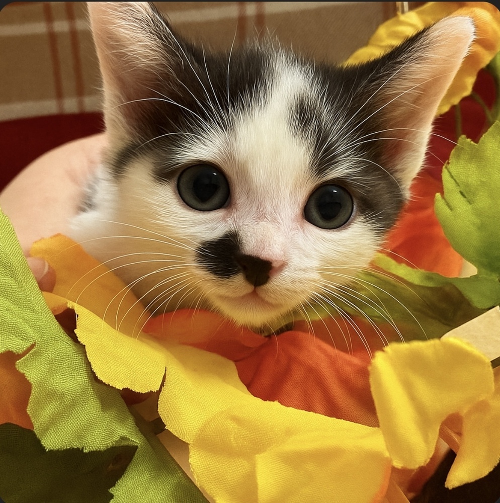 Reese **Available for Pre-Adoption 10/1**