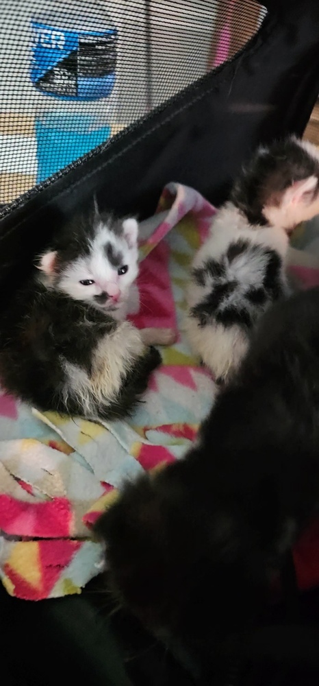 Reese **Available for Pre-Adoption 10/1**