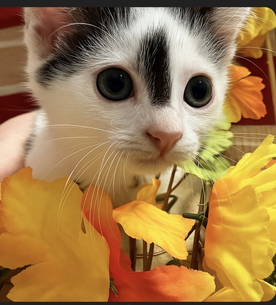 Kai **Available for Pre-Adoption 10/1**